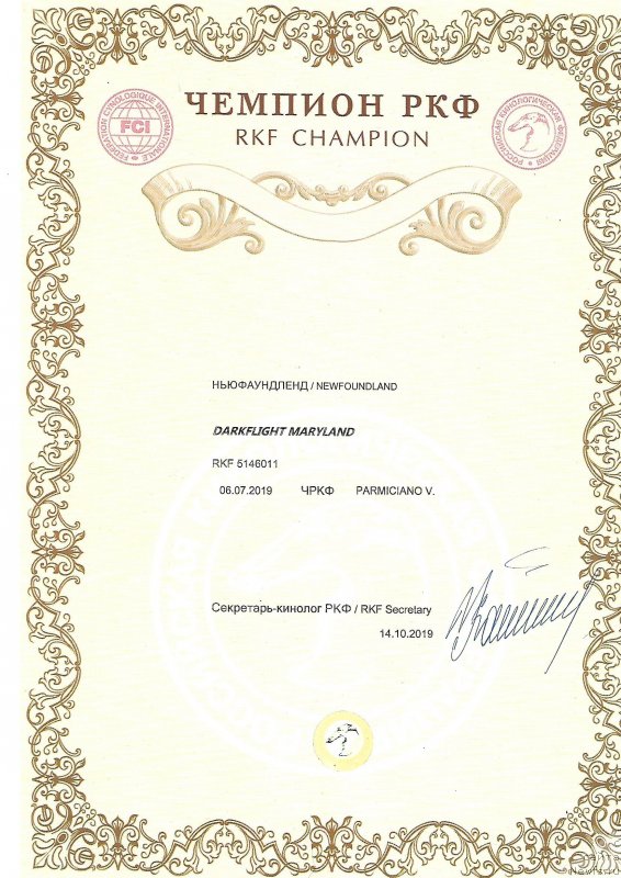 Фото: ньюфаундленд Даркфлайт Мэриленд (Darkflight Maryland)