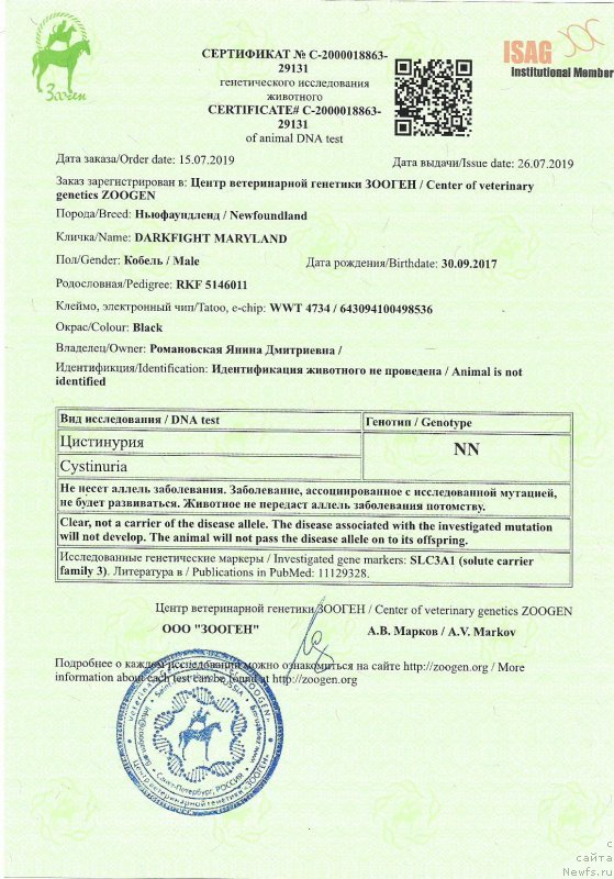 Фото: ньюфаундленд Даркфлайт Мэриленд (Darkflight Maryland)