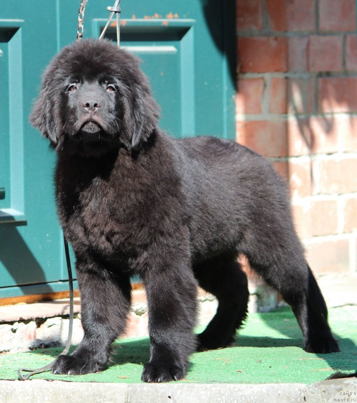 Фото: ньюфаундленд Супер Премиум Галетваген