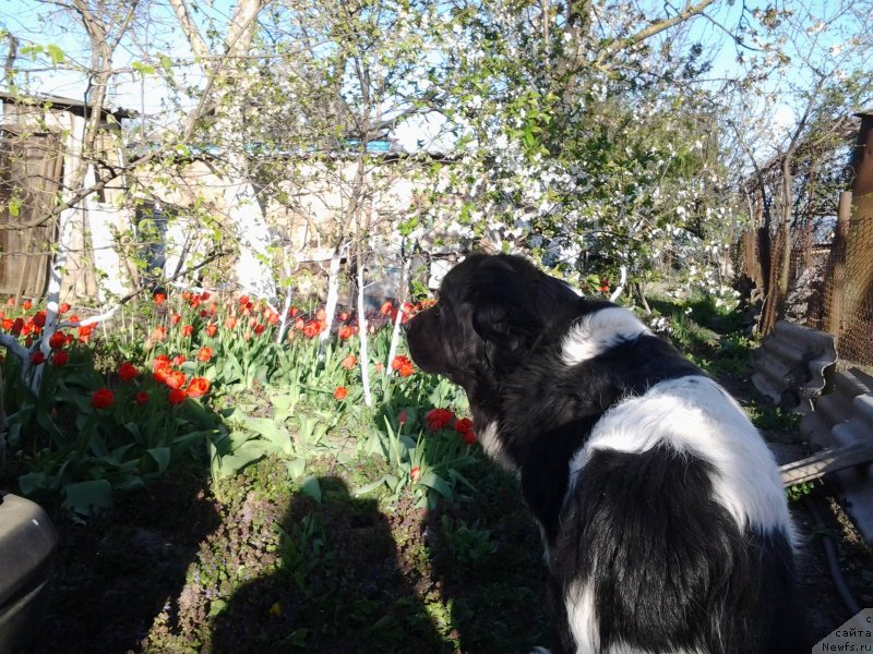 Фото: ньюфаундленд Дар Богов фром Рашн Беар