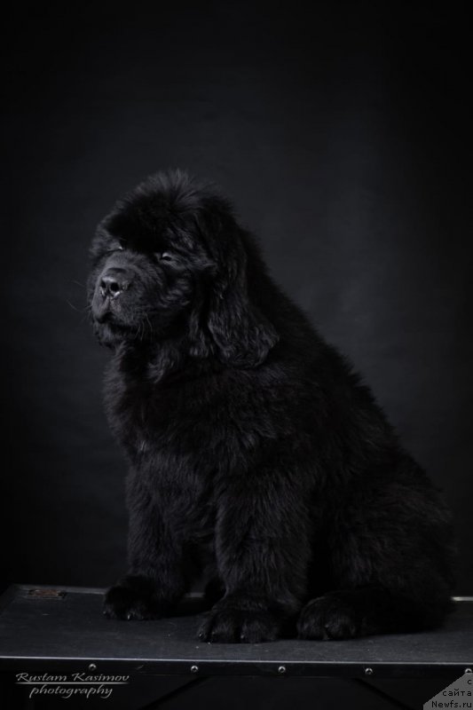 Фото: ньюфаундленд Нежная Карамелька Фиона (Nezhnaya Karamelka Fiona)