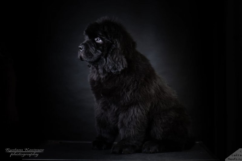 Фото: ньюфаундленд Нежная Карамелька Фиона (Nezhnaya Karamelka Fiona)