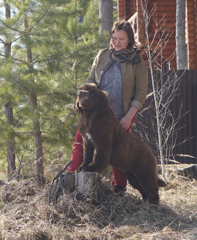 Фото: ньюфаундленд Акватория Келвин Виринея (Aquatoriya Kelvin Virineya), ньюфаундленд Акватория Келвин Щедривчик (Aquatoriya Kelvin Schedrivchik)