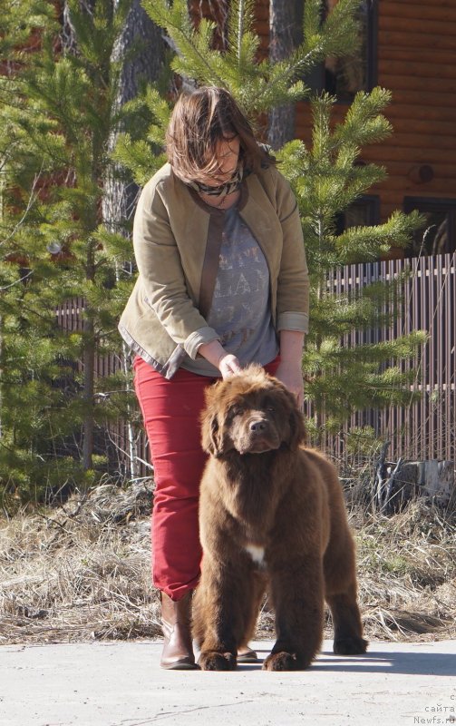 Фото: ньюфаундленд Акватория Келвин Виринея (Aquatoriya Kelvin Virineya), ньюфаундленд Акватория Келвин Щедривчик (Aquatoriya Kelvin Schedrivchik)