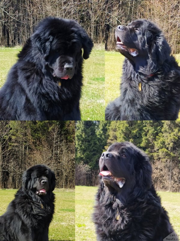 Фото: ньюфаундленд Черный Чанк с Берега Дона (Chernyj Chank s Berega Dona)
