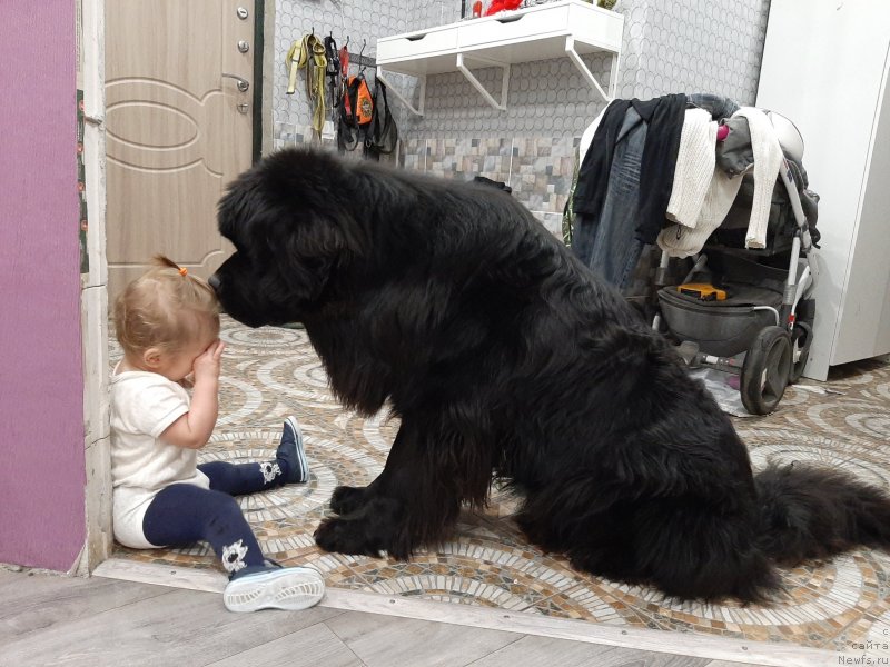 Фото: ньюфаундленд Риччи с Берега Дона (Richchi s Berega Dona)