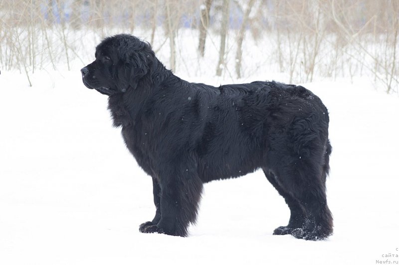 Фото: ньюфаундленд Винта Речная Владычица (Vinta Rechnaya Vladychitsa)