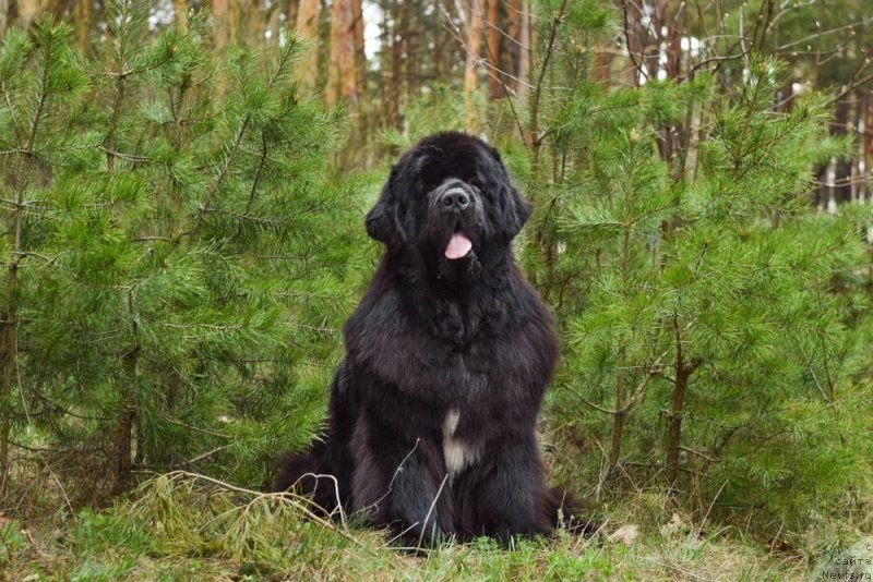 Фото: ньюфаундленд Мэджестик Гудсоул Найт энд Дэй (Majestic Goodsoul Nait'End'Dey)