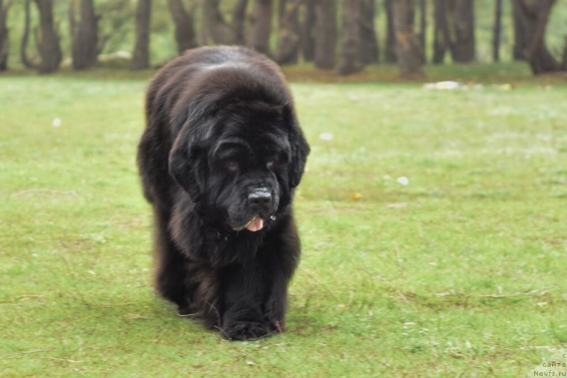 Фото: ньюфаундленд Мэджестик Гудсоул Найт энд Дэй (Majestic Goodsoul Nait'End'Dey)