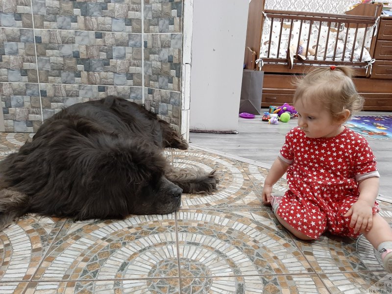 Фото: ньюфаундленд Дюрбахлер Клаб Альфаретта Виньетта