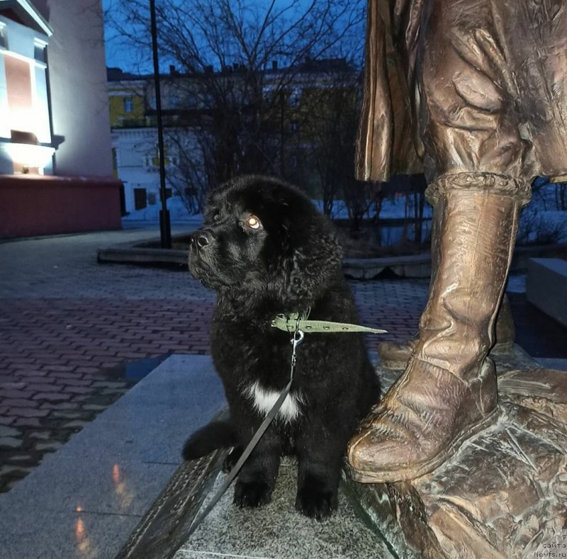 Фото: ньюфаундленд Май Френд Ньюфи Корсар Дрейк