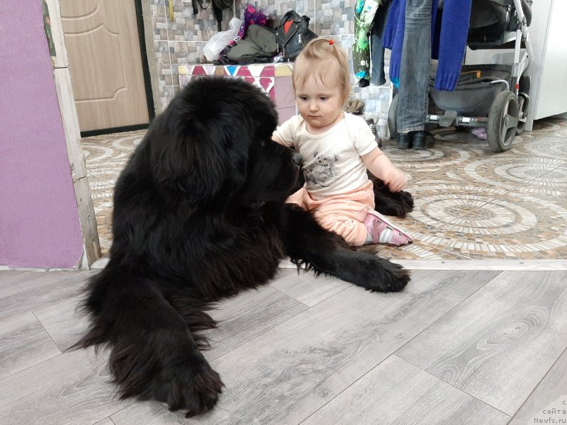 Фото: ньюфаундленд Риччи с Берега Дона (Richchi s Berega Dona)