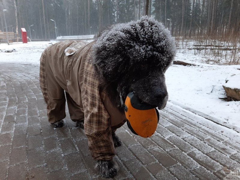 Фотография № 246683