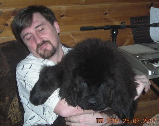 Фото: ньюфаундленд Сент Джонс Круиз (Sent Djons Kruiz), Андрей Повидис