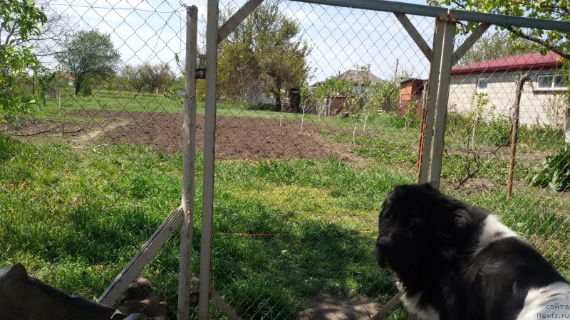 Фото: ньюфаундленд Дар Богов фром Рашн Беар