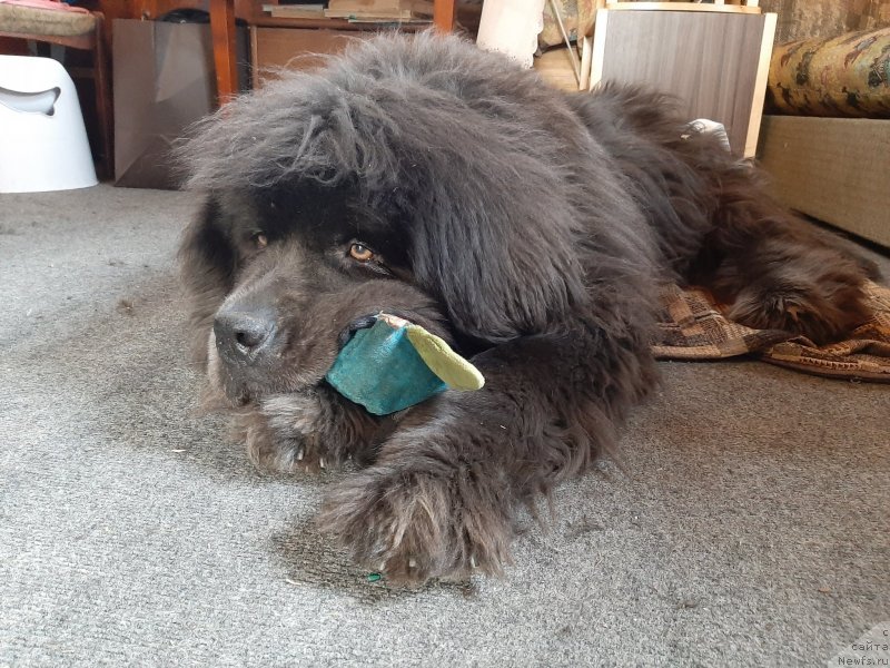 Фото: ньюфаундленд Мелти Вейв Марин Тифея (Melty Wave Marine Tifeya)