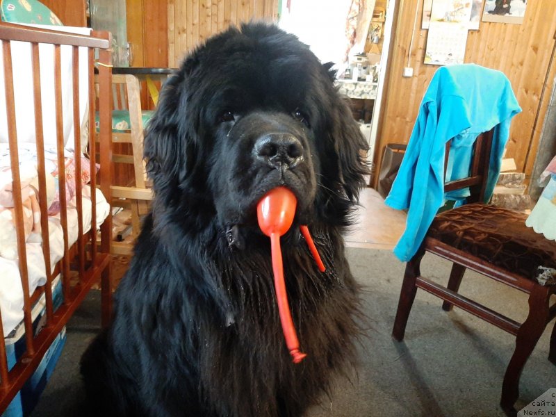 Фото: ньюфаундленд Риччи с Берега Дона (Richchi s Berega Dona)