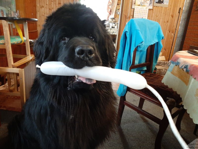 Фото: ньюфаундленд Риччи с Берега Дона (Richchi s Berega Dona)