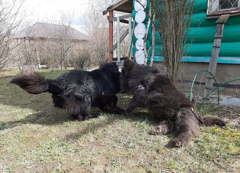 Фото: ньюфаундленд Риччи с Берега Дона (Richchi s Berega Dona), ньюфаундленд Мелти Вейв Марин Тифея (Melty Wave Marine Tifeya)