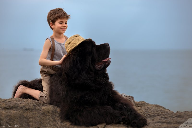 Фото: ньюфаундленд Акватория Келвин Ультрамодерн (Aquatoria Kelvin Ultramodern)