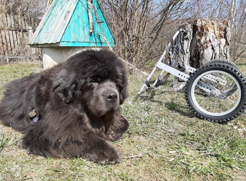 Фотография № 246760