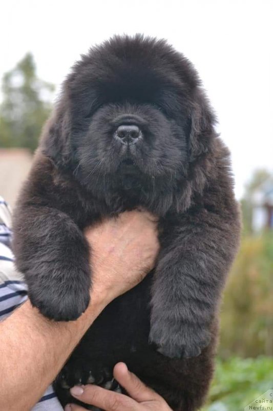 Фото: ньюфаундленд Вятский Медведь Неотразимый Фаворит (Vyatskiy Medved Neotrazimiy Favorit)
