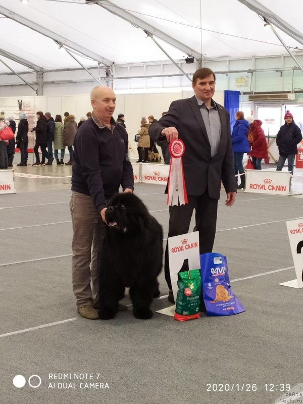 Фото: ньюфаундленд Вятский Медведь Неотразимый Фаворит (Vyatskiy Medved Neotrazimiy Favorit)