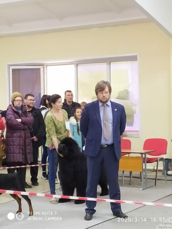 Фото: ньюфаундленд Вятский Медведь Неотразимый Фаворит (Vyatskiy Medved Neotrazimiy Favorit)