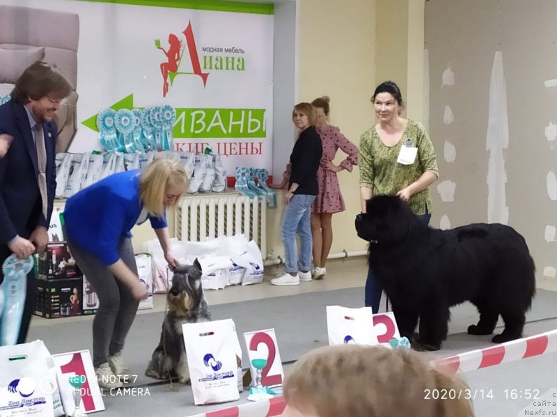 Фото: ньюфаундленд Вятский Медведь Неотразимый Фаворит (Vyatskiy Medved Neotrazimiy Favorit)