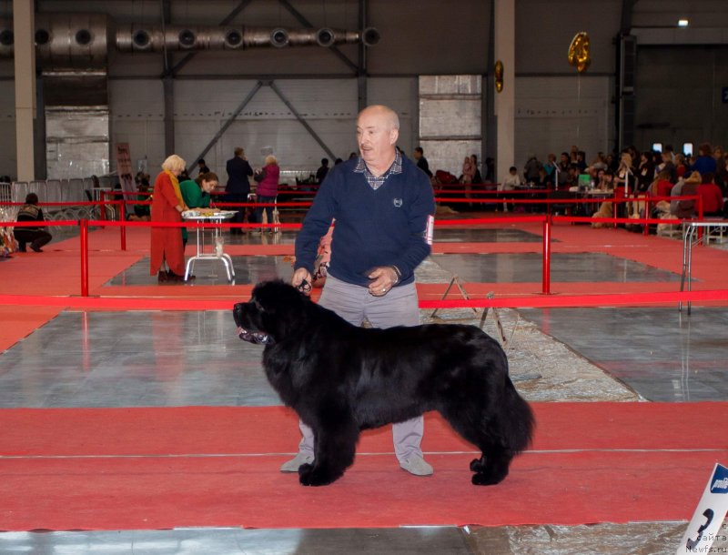 Фото: ньюфаундленд Вятский Медведь Неотразимый Фаворит (Vyatskiy Medved Neotrazimiy Favorit)