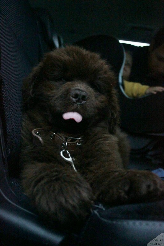 Фото: ньюфаундленд Мэги Викси Сью (Maggie Viksi Sue)