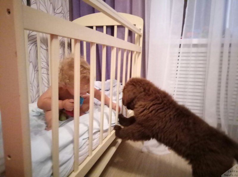 Фото: ньюфаундленд Мэги Викси Сью (Maggie Viksi Sue)