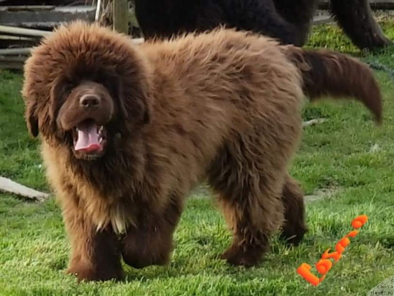 Фото: ньюфаундленд Супер Премиум Абу-Даби