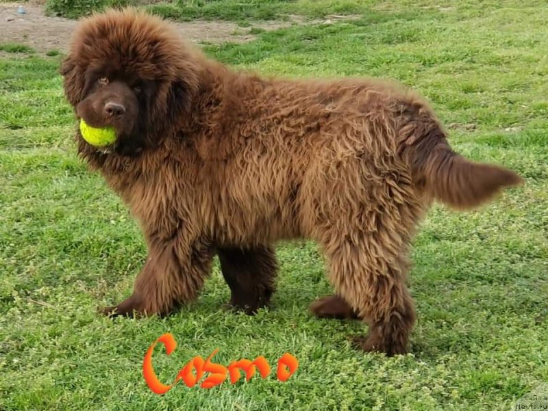 Фото: ньюфаундленд Супер Премиум Абу-Даби