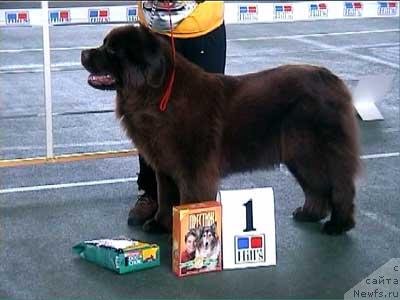 Фото: ньюфаундленд Великий Медведь Баунти