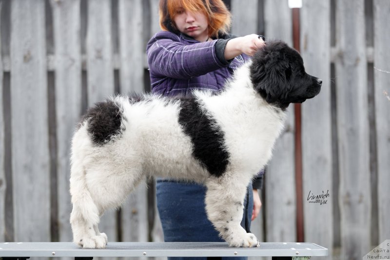 Фотография № 246810