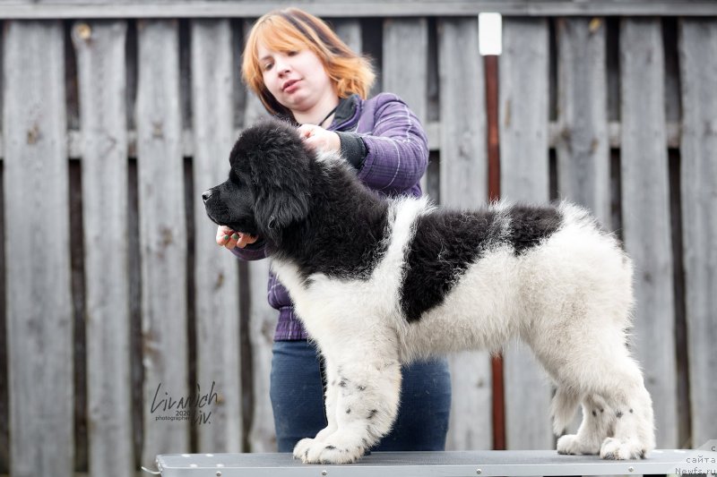 Фотография № 246811