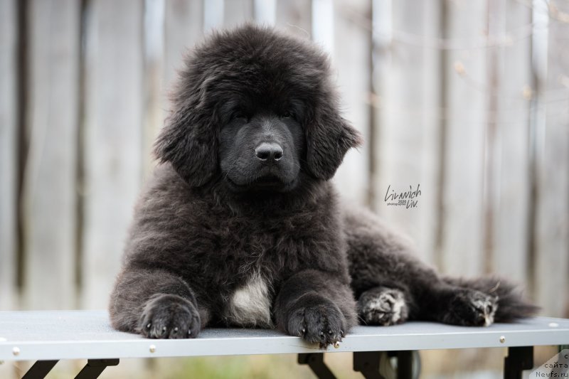 Фотография № 246818