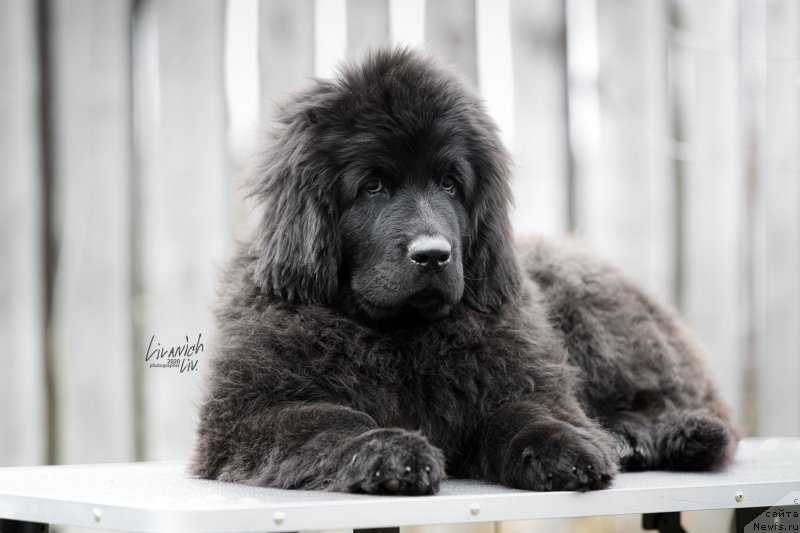 Фото: ньюфаундленд Легенд Беар Эклипс Оф Зе Мун (Legend Bear Eclipse of The Moon)