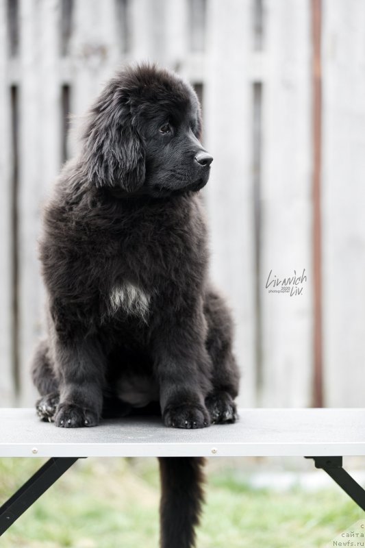 Фотография № 246825