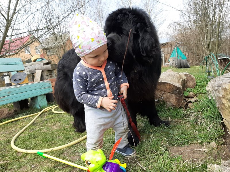 Фото: ньюфаундленд Риччи с Берега Дона (Richchi s Berega Dona)