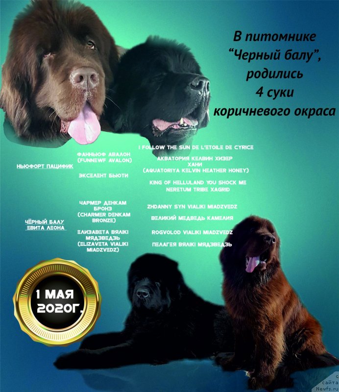 Фото: ньюфаундленд Черный Балу Евита Леона