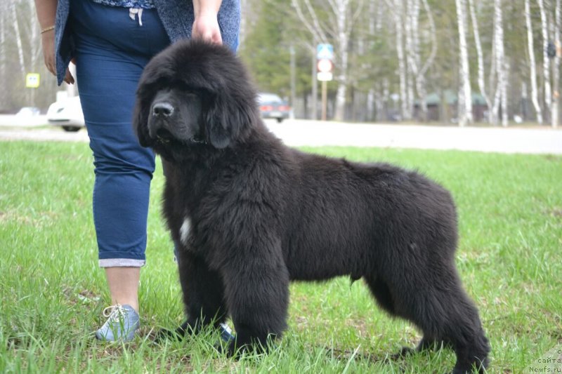 Фото: ньюфаундленд Нежная Карамелька Фиона (Nezhnaya Karamelka Fiona)