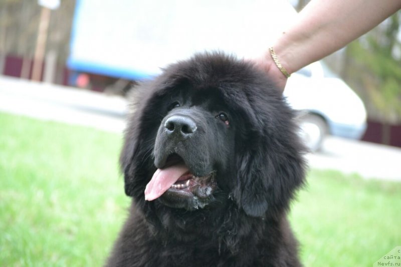 Фото: ньюфаундленд Нежная Карамелька Фиона (Nezhnaya Karamelka Fiona)