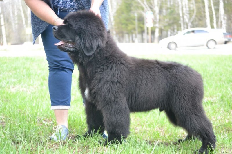 Фото: ньюфаундленд Нежная Карамелька Фиона (Nezhnaya Karamelka Fiona)