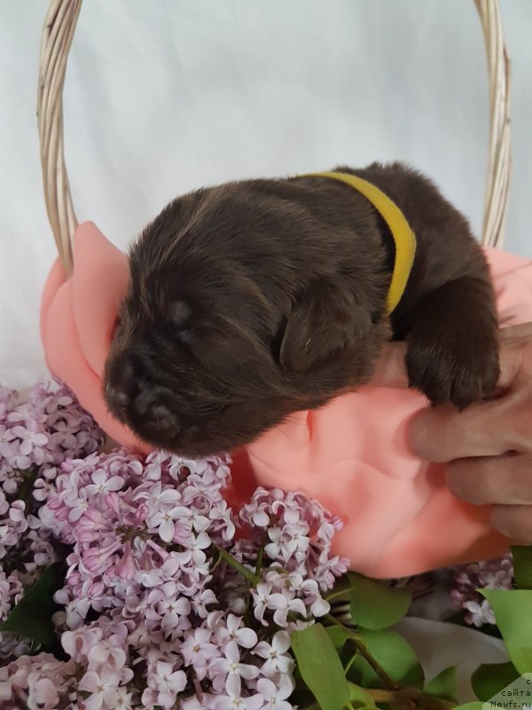 Фото: ньюфаундленд Черный Балу Евита Леона