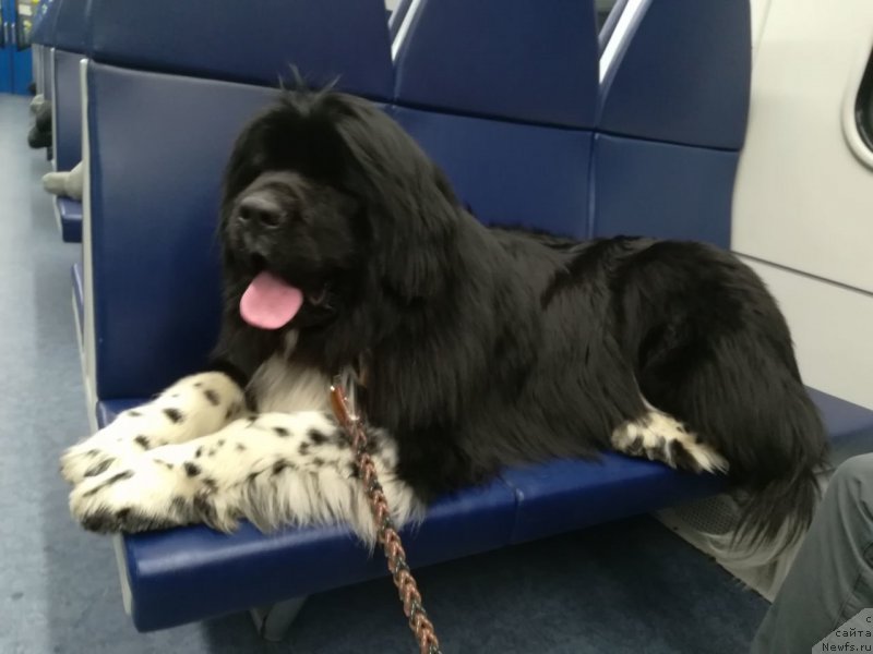 Фото: ньюфаундленд Роберта Лаура Версет