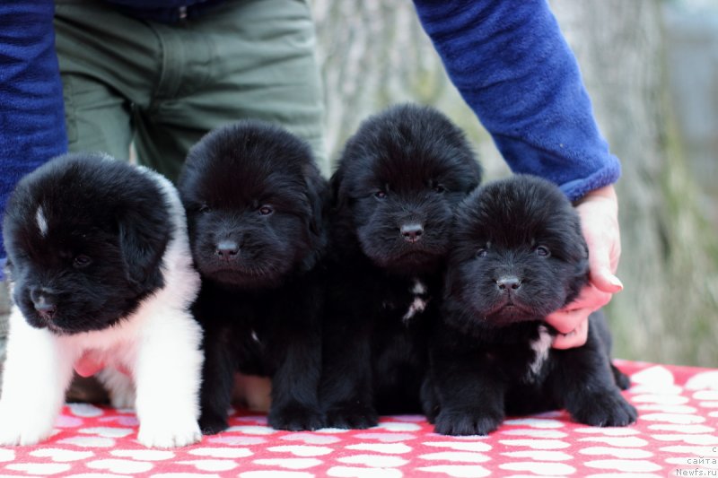 Фото: ньюфаундленд Кей Ту Футуре