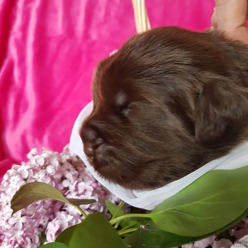 Фото: ньюфаундленд Черный Балу Евита Леона