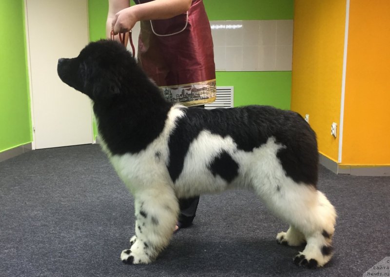 Фото: ньюфаундленд Аквиан Сонг Экзотик Флауер